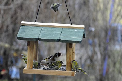 How to attract birds to feeder. Things To Know About How to attract birds to feeder. 